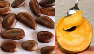 ポポーを食べたことがありますか? 【種を無料でご提供】 ポポーを食べたことがありますか? 【種を無料でご提供】